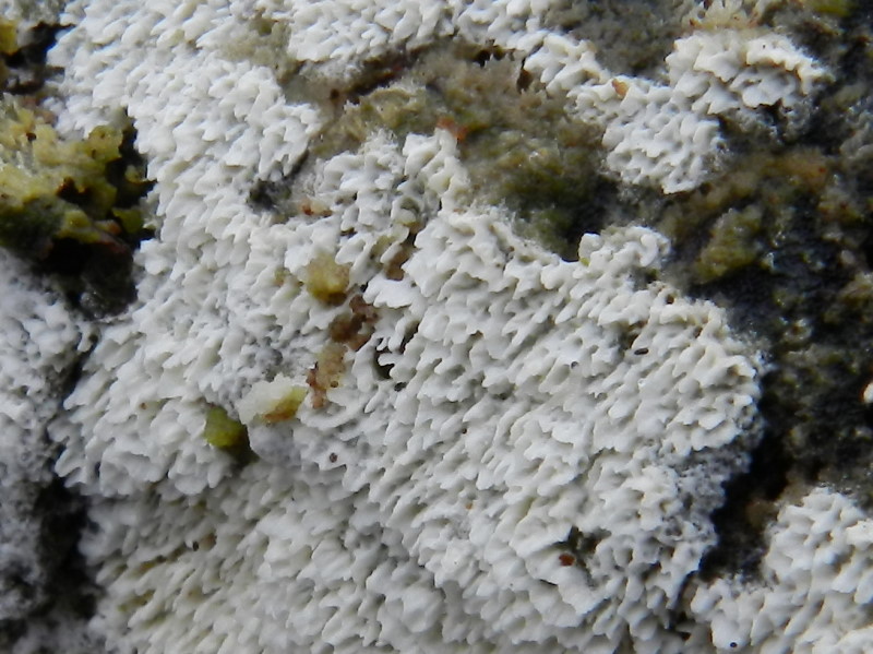 Hyphodontia sp.?? (Schizopora paradoxa)